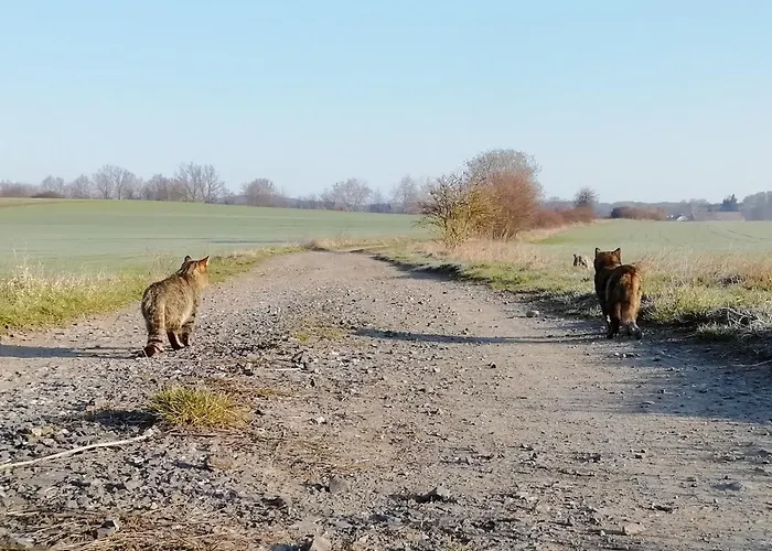 U Sykorky مزرعة للإقامة